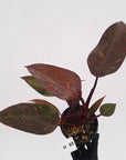 Philodendron 'Orange Princess' - FLASH SALE