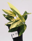 Monstera standleyana 'Cobra' - SALE