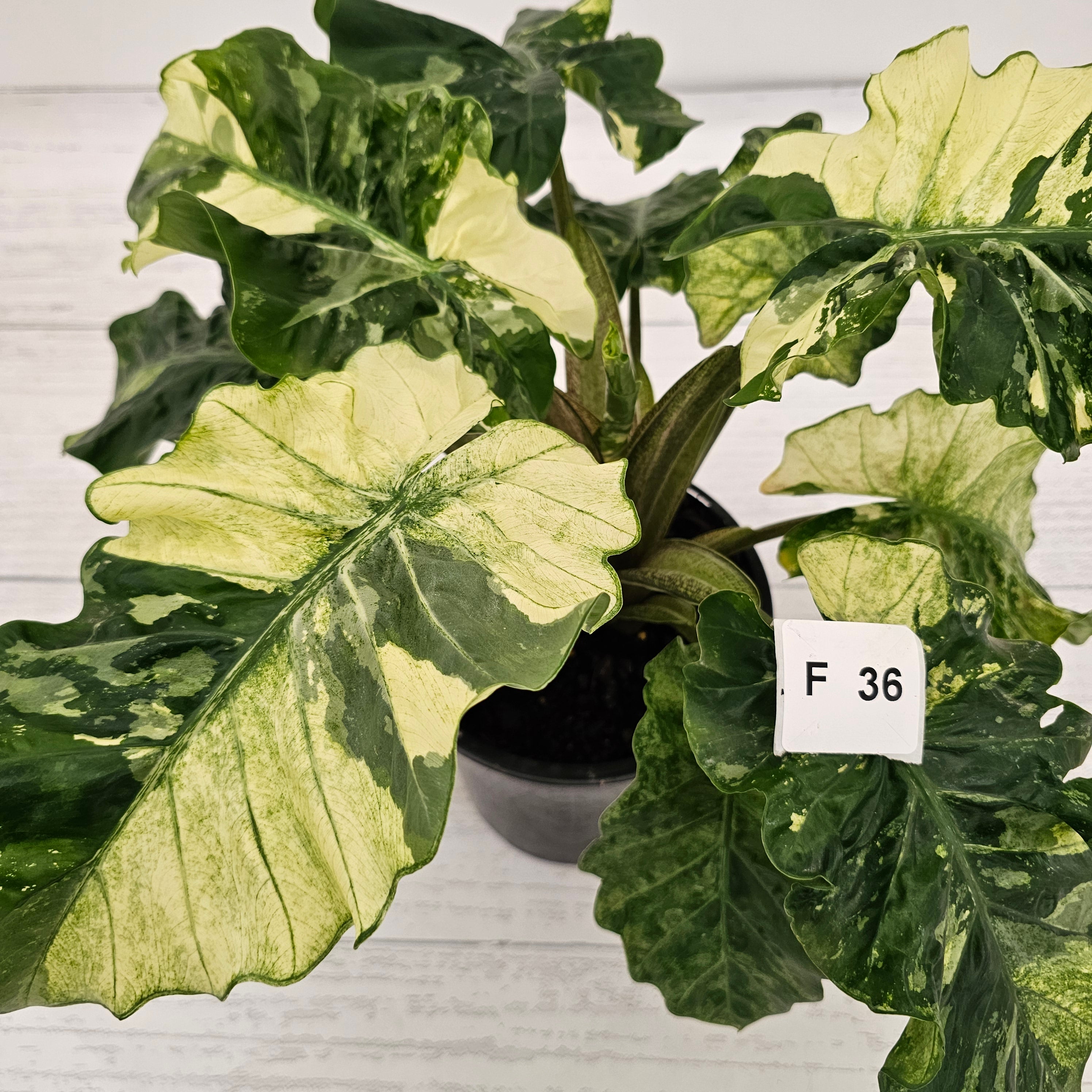Alocasia odora x portei Low Rider Variegata - SALE – Enliven Plants