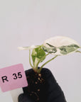 Alocasia melo 'Rhino Skin' Variegata - Bare Bottom Baby