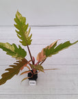 Philodendron serratum Caramel Marble