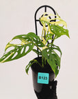 Monstera adansonii Variegata
