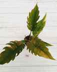 Philodendron serratum 'Caramel Marble'