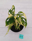 Monstera adansonii Variegata