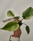 Monstera Deliciosa 'Mint' - Bare Bottom Baby
