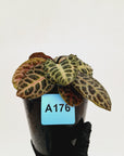Labisia beccarii 'Turtle Back'