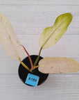 Philodendron 'Whipple Way' SALE