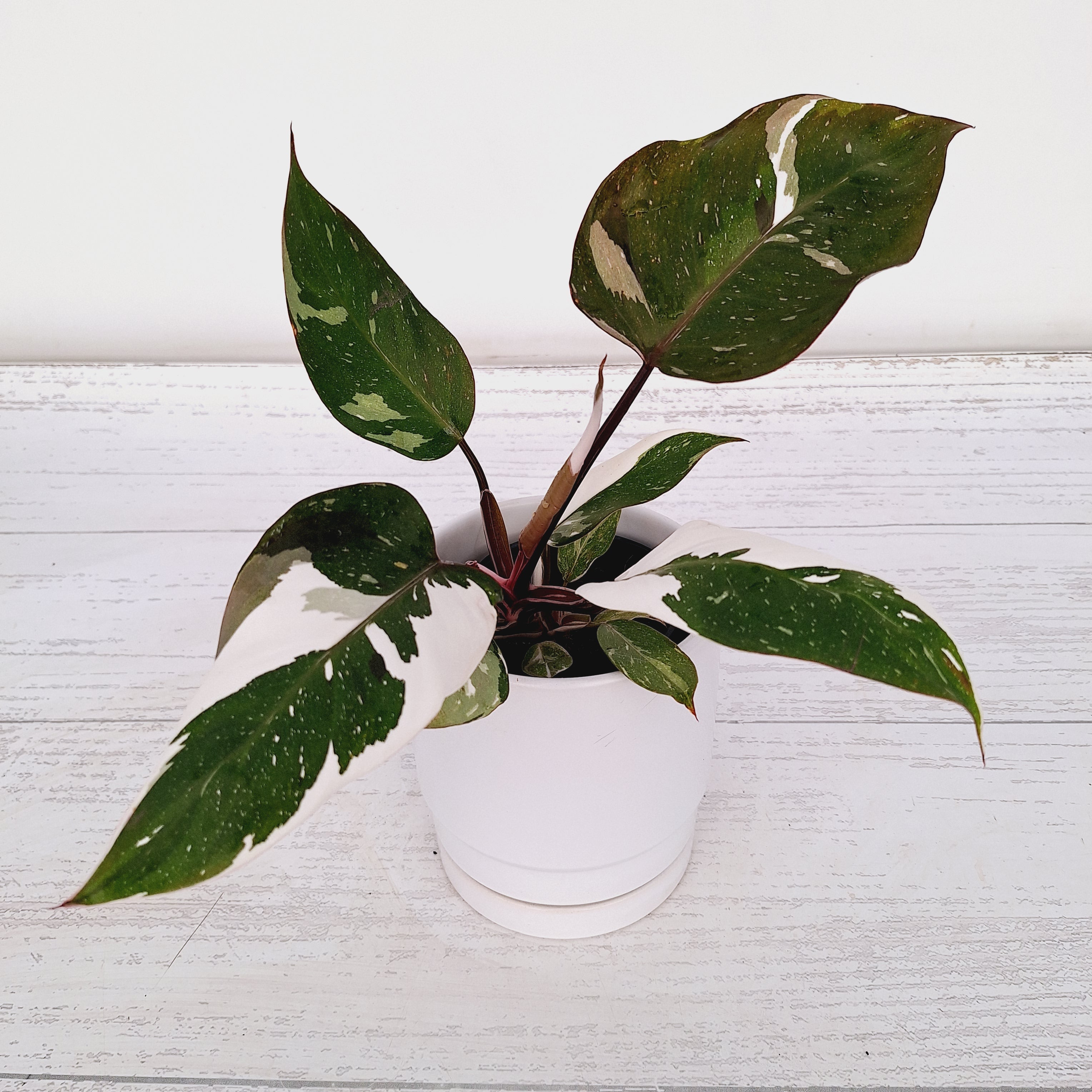passion fruit plants Florida Grown Passion Fruit 'Bounty' Live Plant – Passiflora edulis  Tropical Fruit Vine main image 1