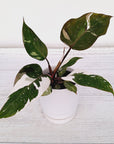 Philodendron erubescens Red Anderson