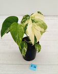 Monstera borsigiana 'Albo' - SALE