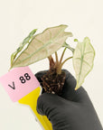 Alocasia Polly Variegata