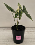 Alocasia ‘Simpo Albo’ Variegata - SALE