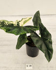 Alocasia ‘Simpo Albo’ Variegata - SALE