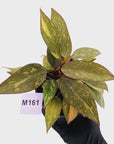Philodendron 'Orange Princess' 70mm