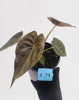 Alocasia ‘wentii’ Variegated - Sale