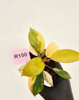 Philodendron 'Rojo Congo Variegated' 70mm