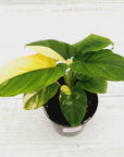 Homalomena rubescens Variegata