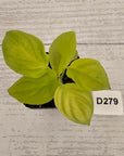 Homalomena rubescens Golden Hibiscus’ - Bare Bottom Baby - SALE