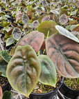 Alocasia cuprea ‘Red Secret’