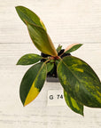 Philodendron 'Rojo Congo Variegated' - SALE