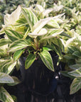 Philodendron erubescens 'Birkin'