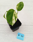 Monstera borsigiana 'Albo' - SALE