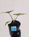 Alocasia ‘Simpo Albo’ Variegata - SALE