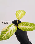Phyllotaenium lindenii Magnificum Variegata - Bare Bottom Baby