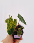 Philodendron billietiae Variegata
