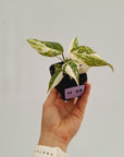 Philodendron gloriosum variegata