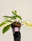 Homalomena 'Tropical Green' Variegata -sale