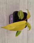 Philodendron pinnatifidum 'Jungle Fever Egg Yolk"