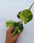 Alocasia macrorrhizos Sting Ray Aurea Variegata - Bare Bottom Baby