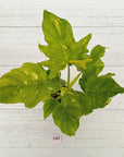 Philodendron warscewiczii Gold Variegata