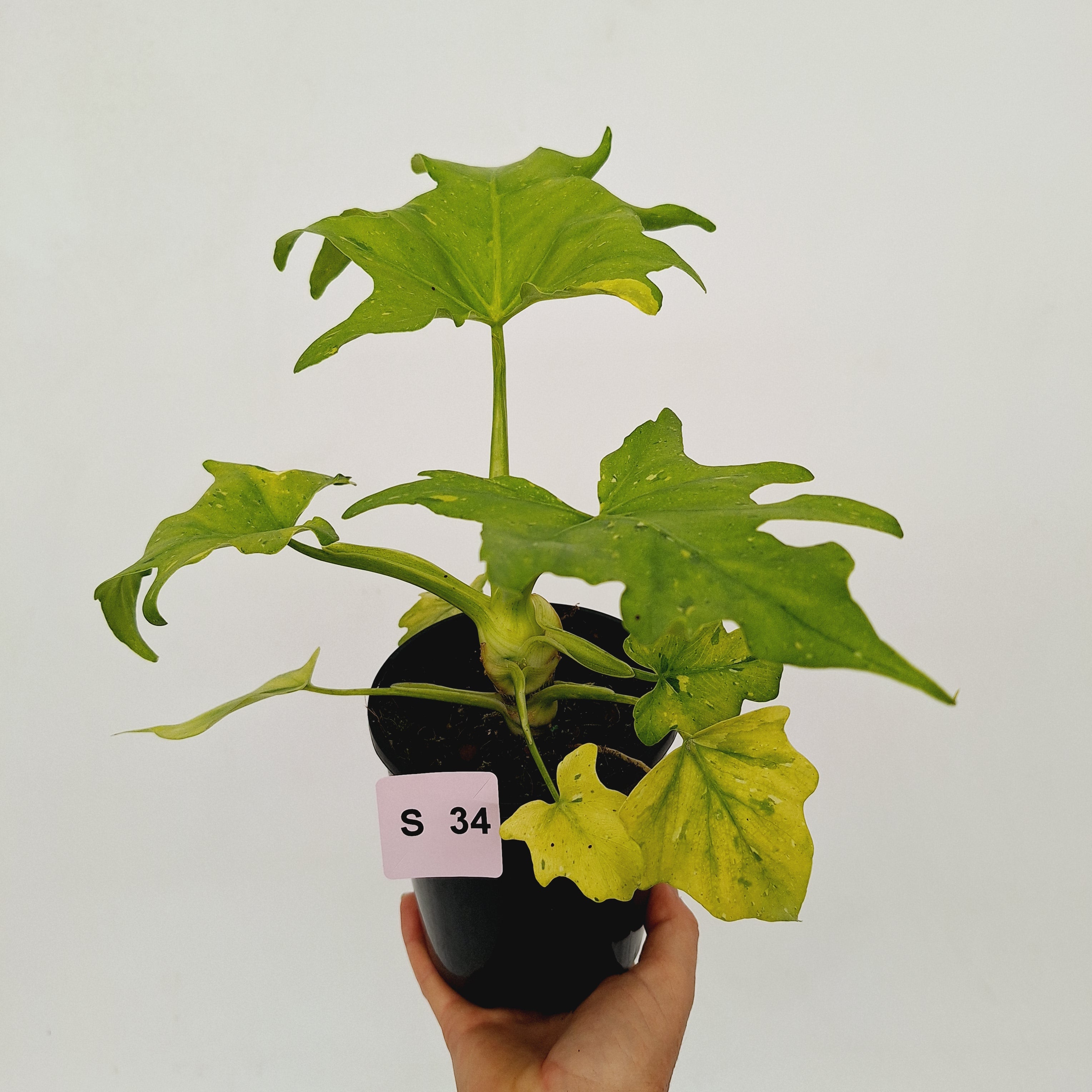 Philodendron warscewiczii Gold Variegata