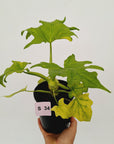 Philodendron warscewiczii Gold Variegata
