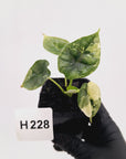 Alocasia Dragon Scale 'Marble' Variegata