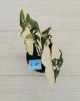 Alocasia ‘Simpo Albo’ Variegata - SALE