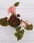 Syngonium podophyllum ' Strawberry Ice Galaxy'