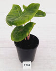 Alocasia 'Morocco' Variegated - SALE