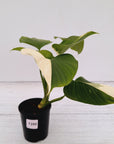 Homalomena rubescens 'Emerald Gem' Variegata