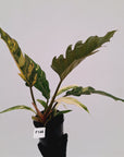 Philodendron serratum Caramel Marble