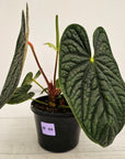 Anthurium Luxurians