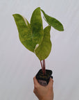 Alocasia 'Morocco' Variegata