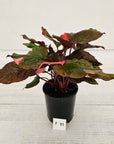 Homalomena rubescens Flaming Red Variegata