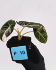 Alocasia reginula 'Black Velvet variegata'