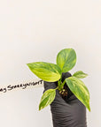 Homalomena rubescens Variegata - Bare Bottom Baby