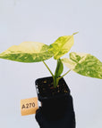 Alocasia Odora 'California Aurea Variegata'