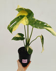 Monstera deliciosa 'Thai Constellation'