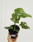 Monstera deliciosa Thai Constellation Sports